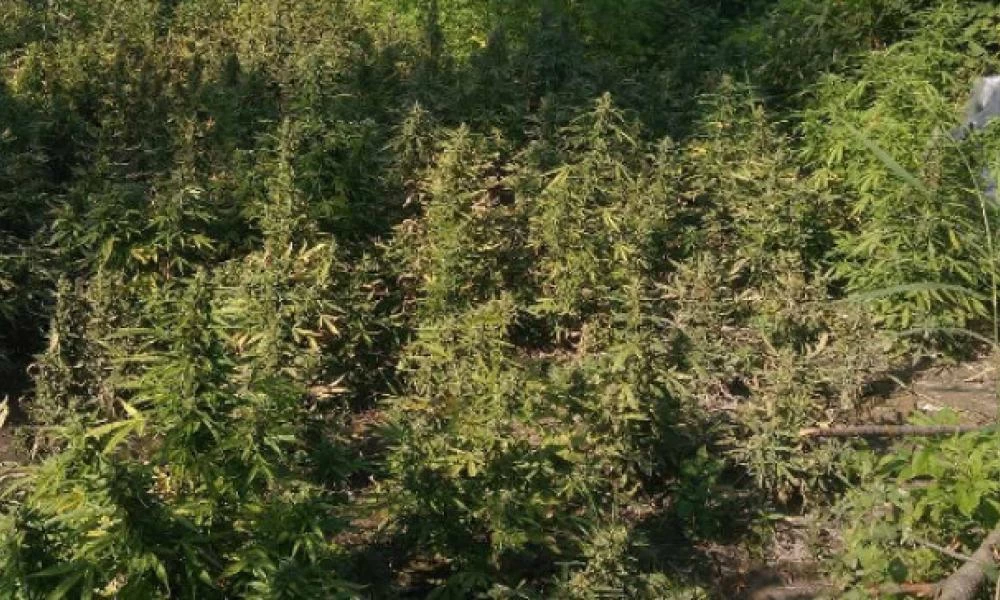 Καλάβρυτα: Εντοπίστηκε φυτεία με 91 δενδρύλλια κάνναβης
